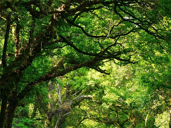 厦门至龙岩包车多少钱一公里(福州到厦门包车多少钱)