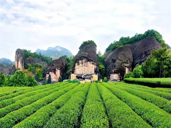 龙岩永定土楼虎豹别墅价格 龙岩永定土楼门票优惠政策2022龙岩永定土楼门票价格